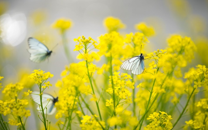 бабочки цветы желтый крупный план