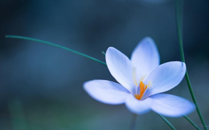 цветок шафран голубой крупный план