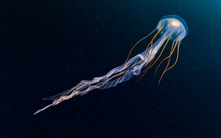 медуза глубина темнота под водой