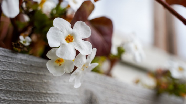 цветок белый лепестки изгородь