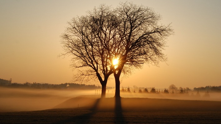 деревья поле утро рассвет туман