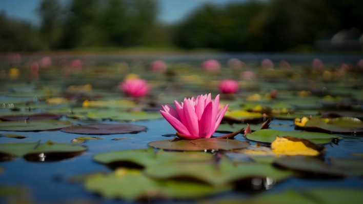 кувшинка болото водоем цветок