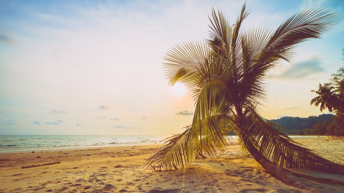 пальма пляж побережье солнце море