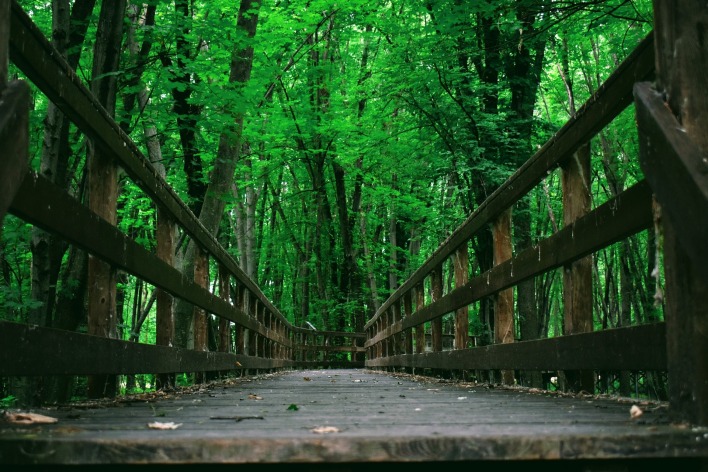 мостик деревья парк зелень
