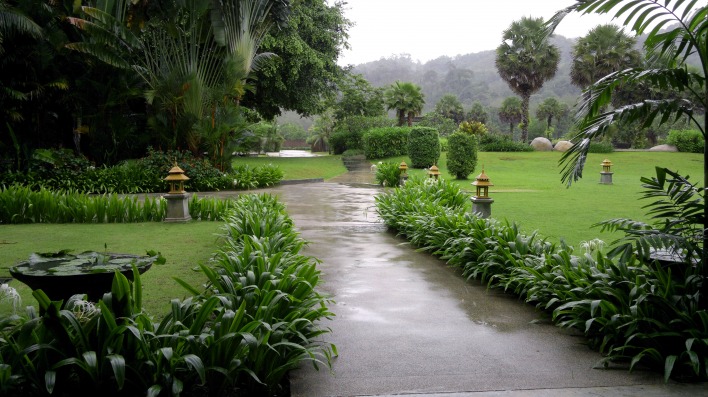сад тропики пальмы дождь дорожка