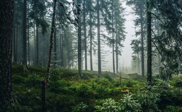 лес деревья туман холм