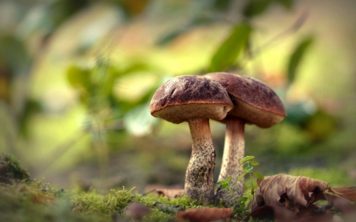 грибы подберезовики в лесу