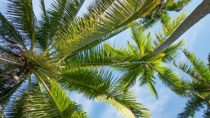 пальма кокосовая вид снизу небо
