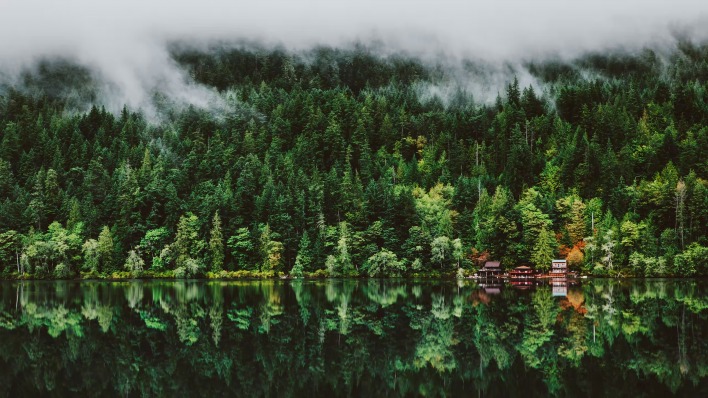 зелень лес озеро отражение природа вода туман