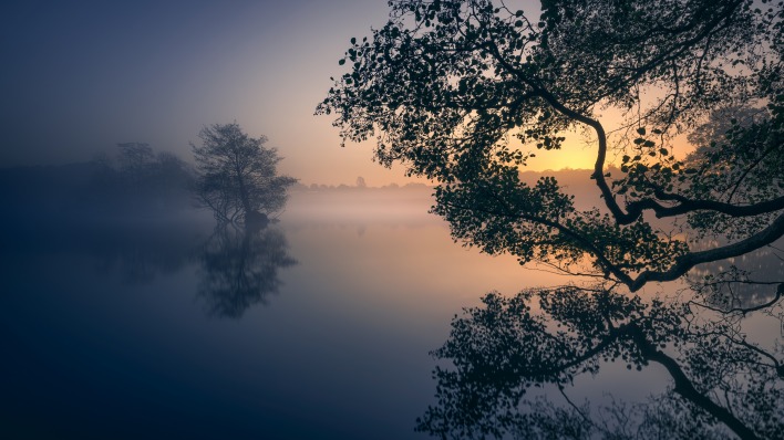 утро туман озеро водоем дерево