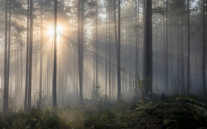 лес туман утро солнце лучи