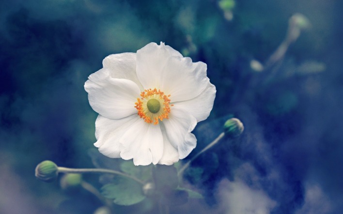 цветок белый крупный план