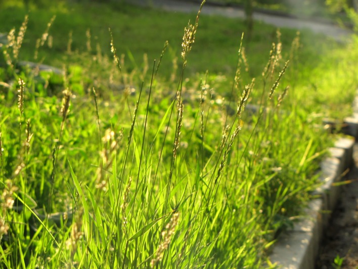 трава лето солнечный день