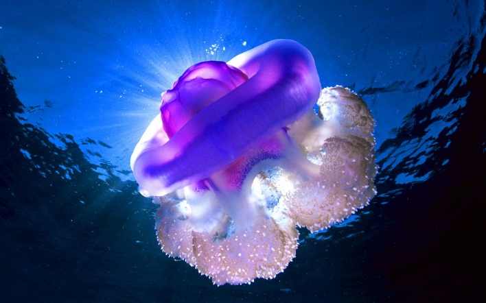Медуза в море