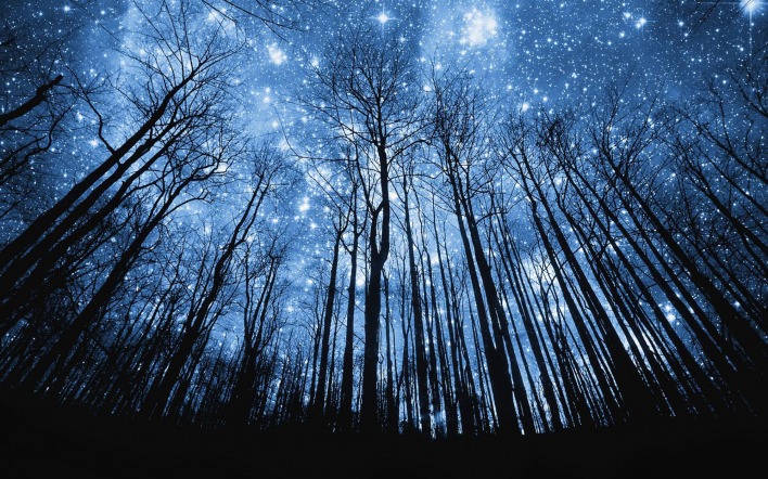 звезды лес кроны
