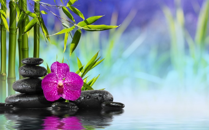 Орхидея камни вода растительность
