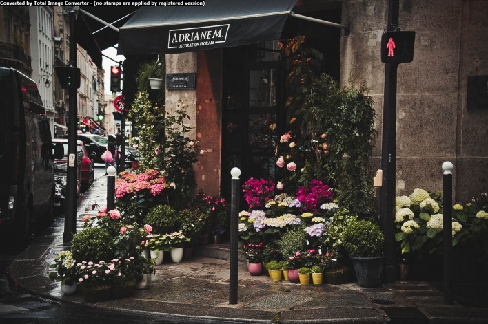 улица,цветы,авто