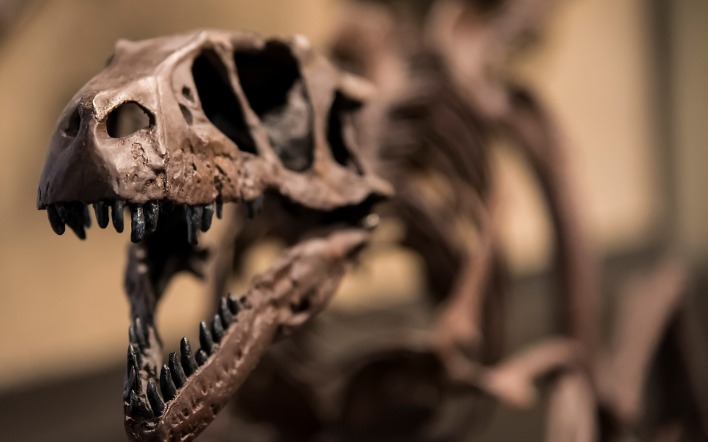 скелет динозавтр