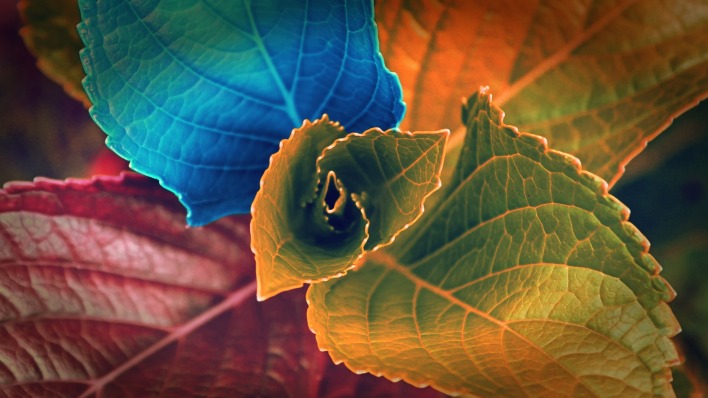 листья разноцветные креатив