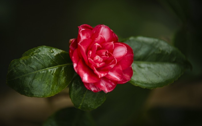 цветок бордовый листок ветка