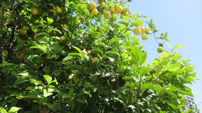 лимоны зелень деревья