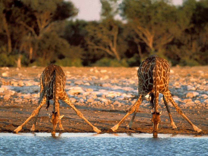 Thirsty Giraffes, Etosha National Park, Namibia