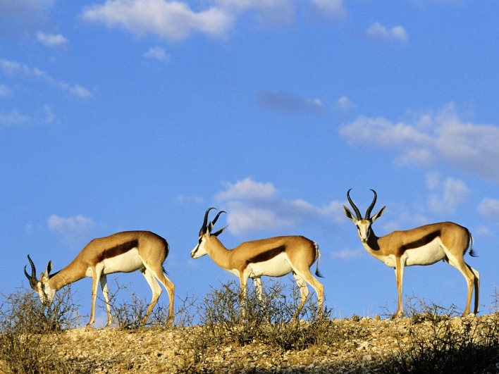 Springboks, Kgalagadi Transfrontier Park, Kalahari, South Africa
