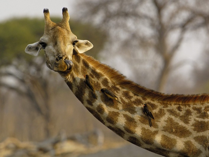 Nosey Giraffe, Africa