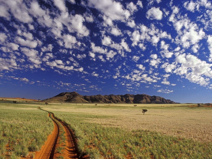 Tok Tokkie, NamibRand Reserve, Namib Desert, Namibia