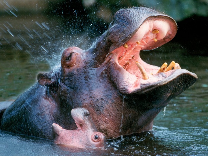 Bathing Hippopotamuses