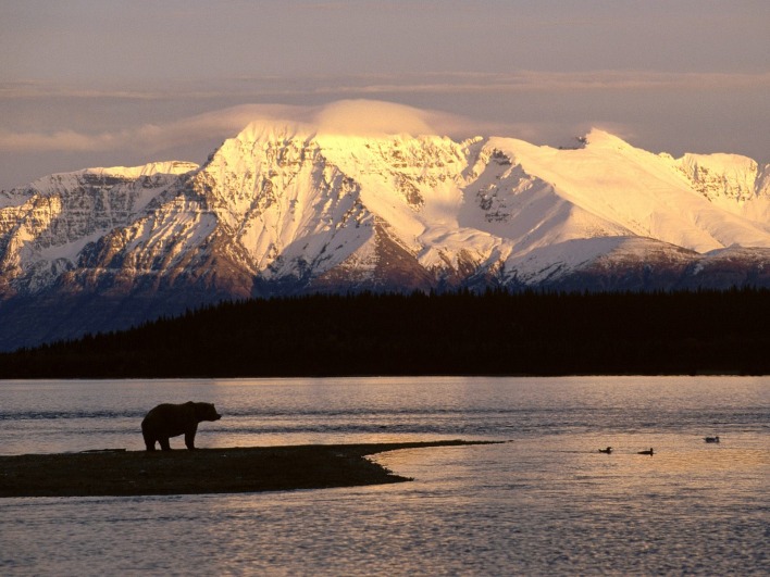 Alaskan Brown Bear Silhouetted Against Mount Katolinat, Alaska