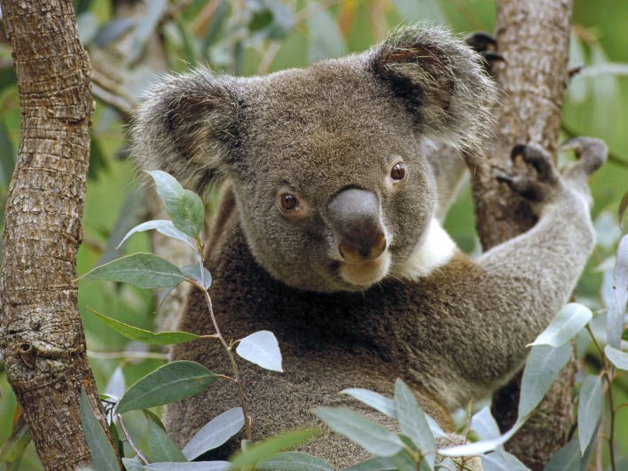 Koala in Eucalyptus Tree, Australia