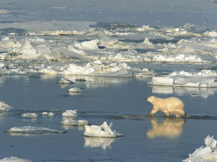 Polar Bear Crossing the Hudson Bay, Churchill, Manitoba, Canada