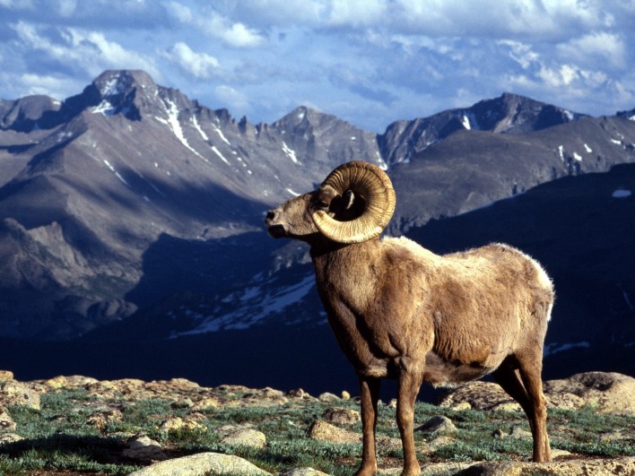 Big Horn Ram, Rocky Mountain National Park, Colorado