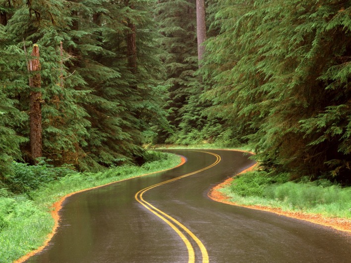 Lush Winding Road, Olympic National Park, Washington