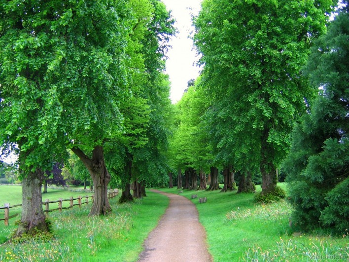 Деревья вдоль тропинки, Англия