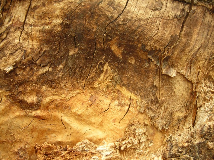 текстура дерева