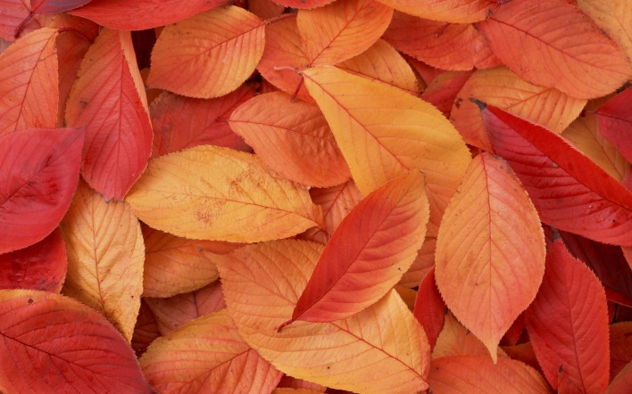 листья красные осень leaves red autumn