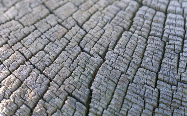текстура дерево макро