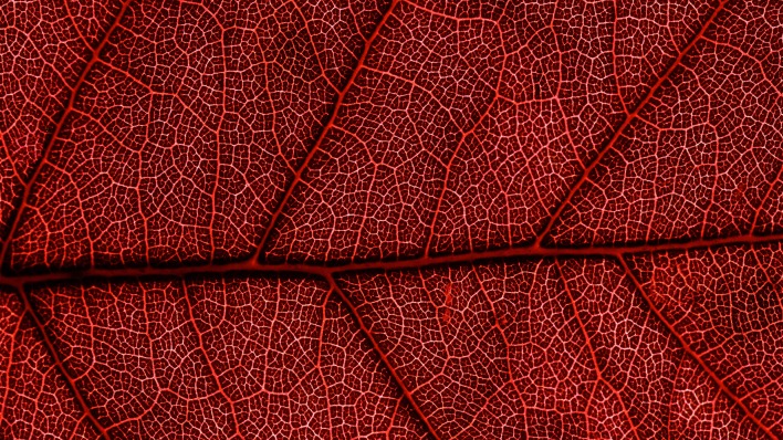 природа лист красный