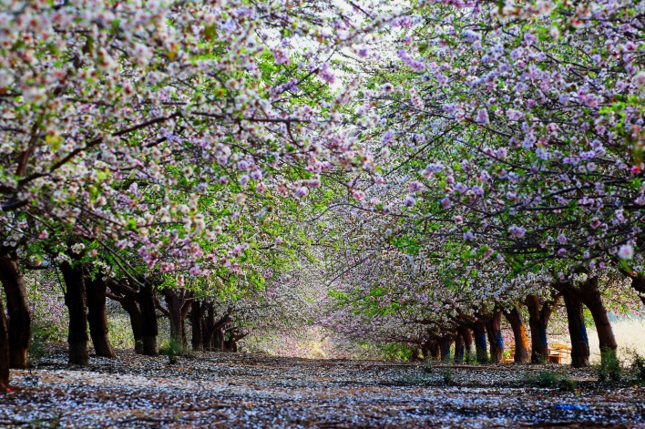 аллея весна деревья природа