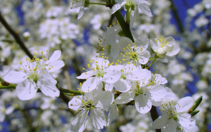 природа белые цветы весна