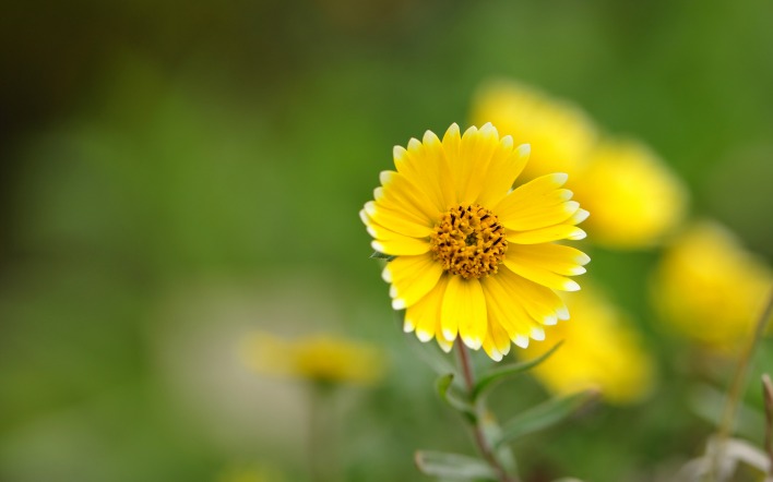 цветок желтый лепестки