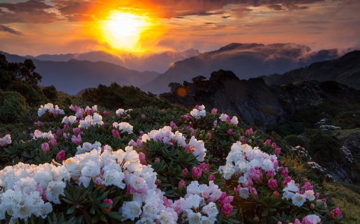 цветы холмы горы рассвет