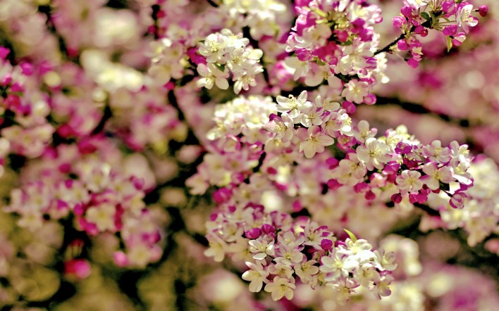 сирень весна цветение деревья