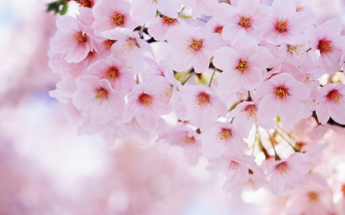 цветение весна цветы нежность