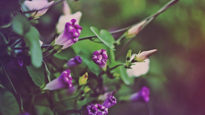 цветы фиолетовый листья