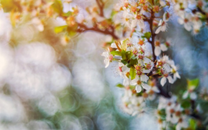 цветение весна ветка дерево