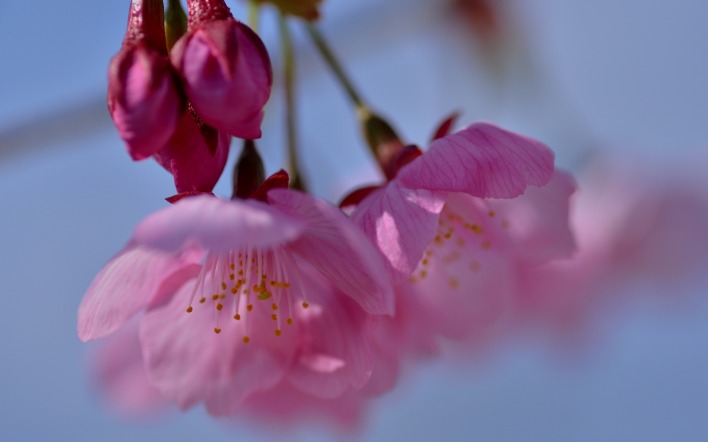 цветение весна розовый цветок