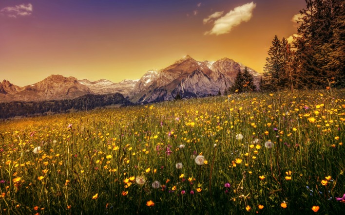 поляна цветы полевые горы вершины на закате склон